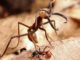 Бродячие муравьи - самые опасные и коварные представители жевотных