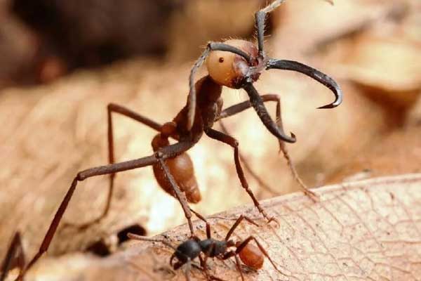 Бродячие муравьи - самые опасные и коварные представители жевотных