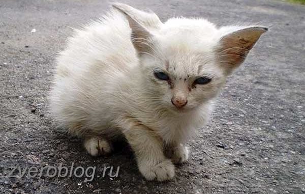 Белый бездомный котенок