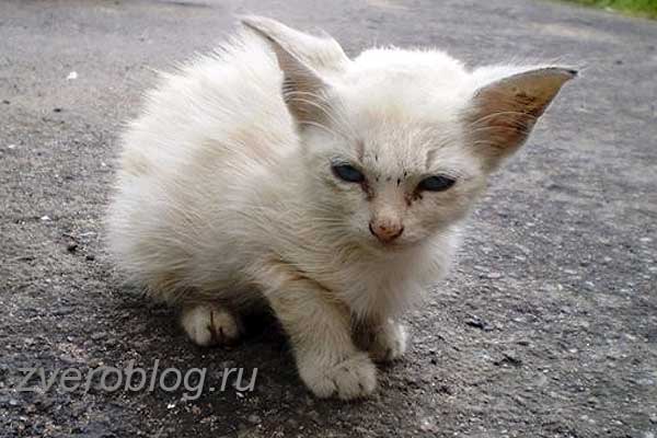 Белый бездомный котенок