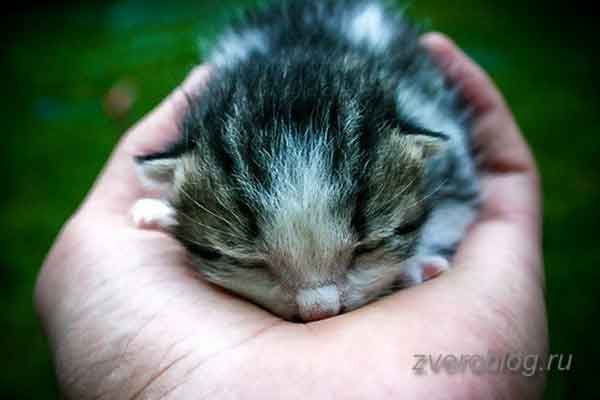 Милый маленький котенок в человеческих руках