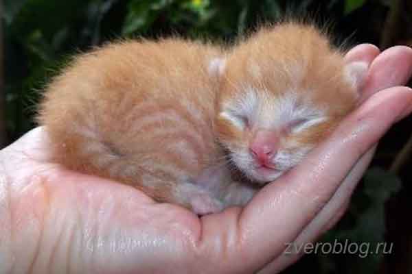 Рыжий котенок спит в людской руке