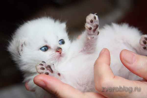 Белый маленький котенок играется на руке