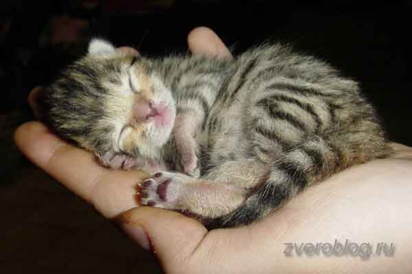 Смешной полосатый детеныш кошки уснул в ладошке