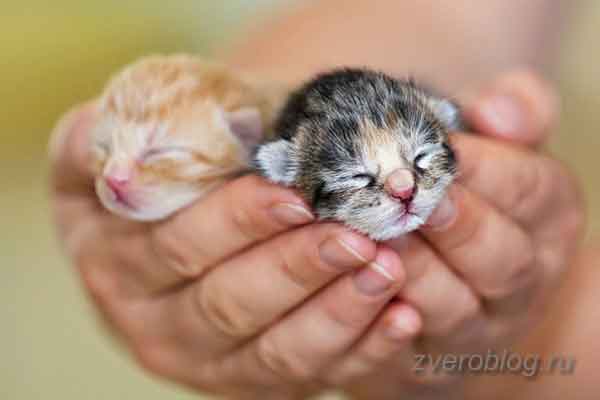 Два новорожденных котенка в ладонях