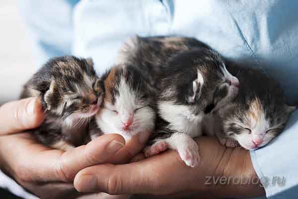 Семья котят в любящих и заботливых руках