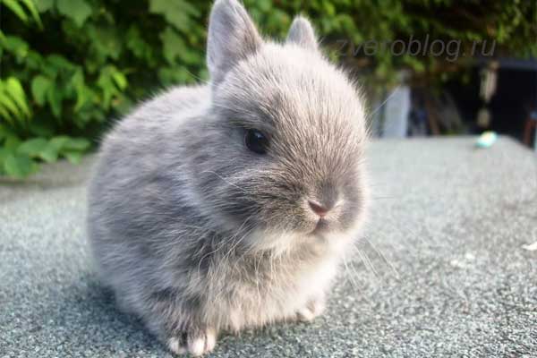 Серый декоративный кролик