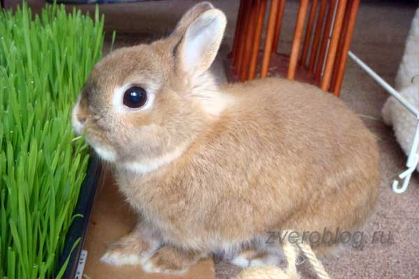 Питание декоративных кроликов