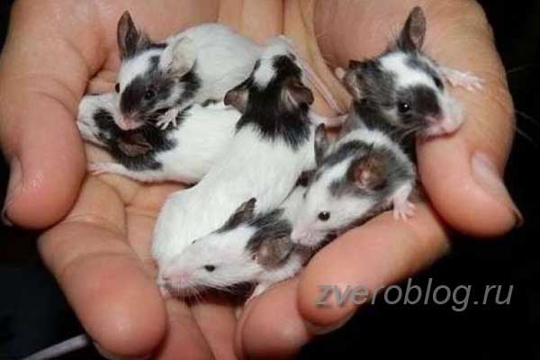 Японские карликовые мыши