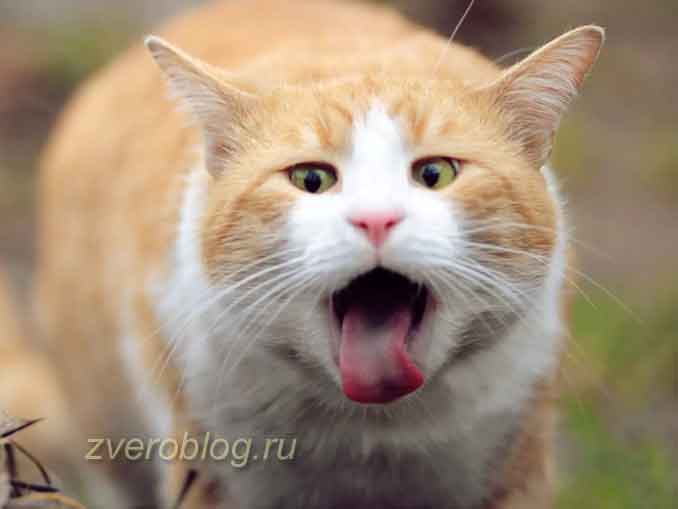 Понос и рвота у котов - почему и что делать