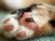 «Мягкие лапки»: Нужно ли кошке проводить операцию по удалению когтей? Вред онихэктомии,
