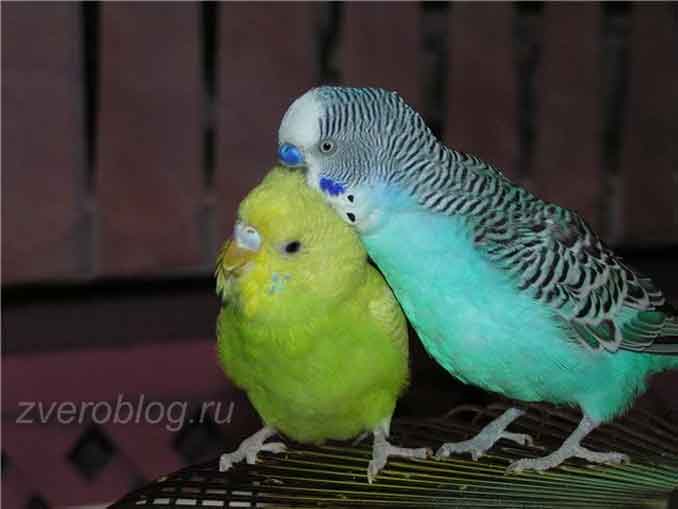 Пара волнистых попугаев - самец и самка