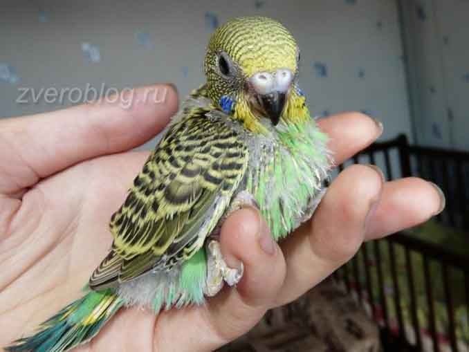 Молодой волнистый попугай - как определить возраст птички
