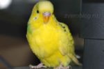Желтый волнистый попугайчик
