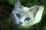 Серая кошка с голуюыми глазами