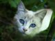Серая кошка с голуюыми глазами
