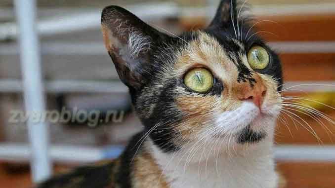 трехцветная кошка - умня и послушная