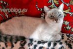 Красивая серая кошка с голубыми глазами дежит на диване