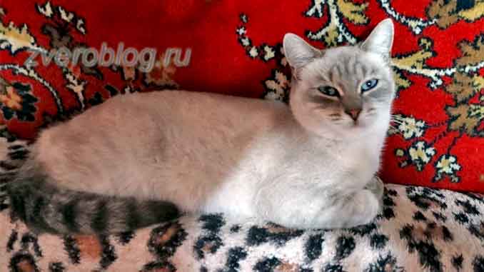 Красивая серая кошка с голубыми глазами дежит на диване