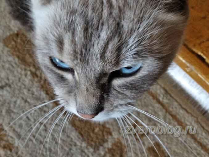  Домашняя счастливая кошечка серого окраса с голубыми глазами