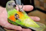 Сенегальский длиннокрылый попугай: содержание в домашних условиях