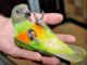 Сенегальский длиннокрылый попугай: содержание в домашних условиях