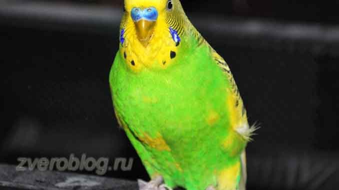Зеленый волнистый попугай