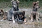 В Воронеже щенки ищут дом