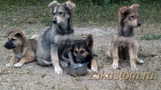В Воронеже щенки ищут дом
