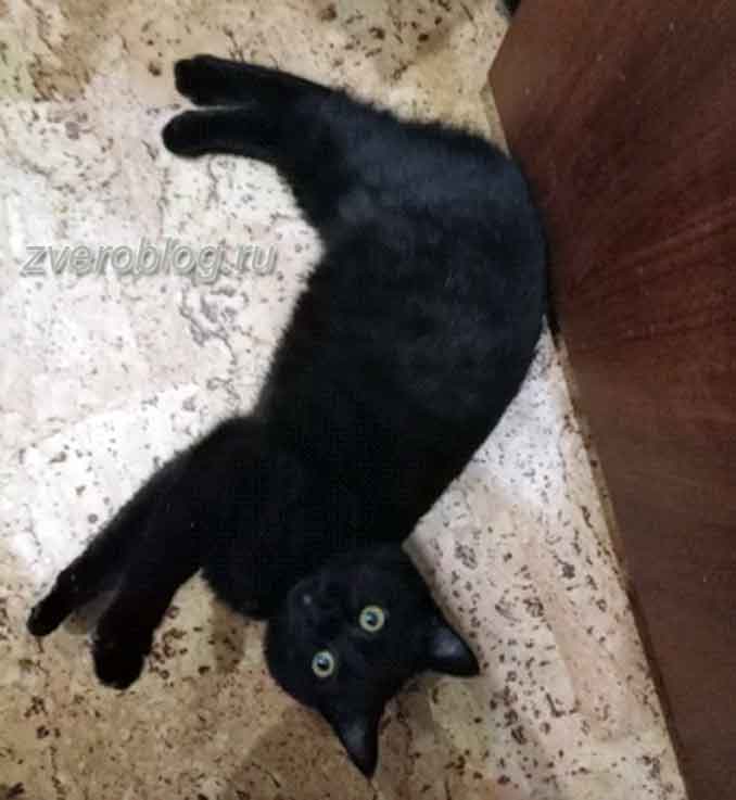 Черная кошка по имени Багира