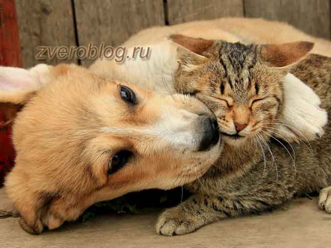Как подружить собаку с кошкой - полезные советы по дрессировке и воспитанию питомцев
