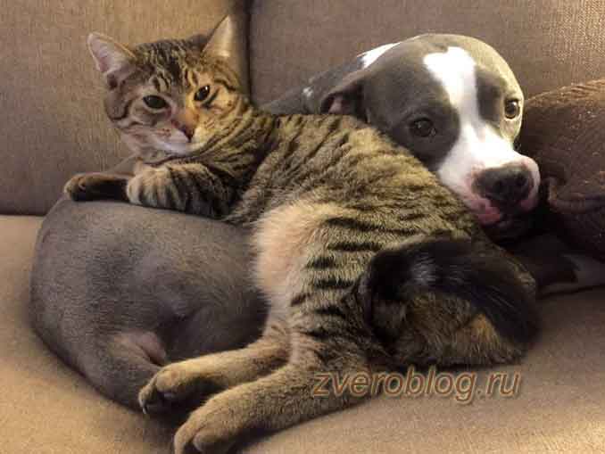 Домашние животные - что сделать, чтобы подружились собака с кошкой