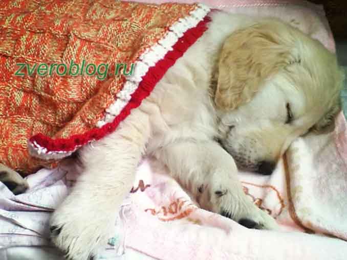 Щенок спит под одеялом