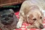 Золотой ретривер - собака и кот