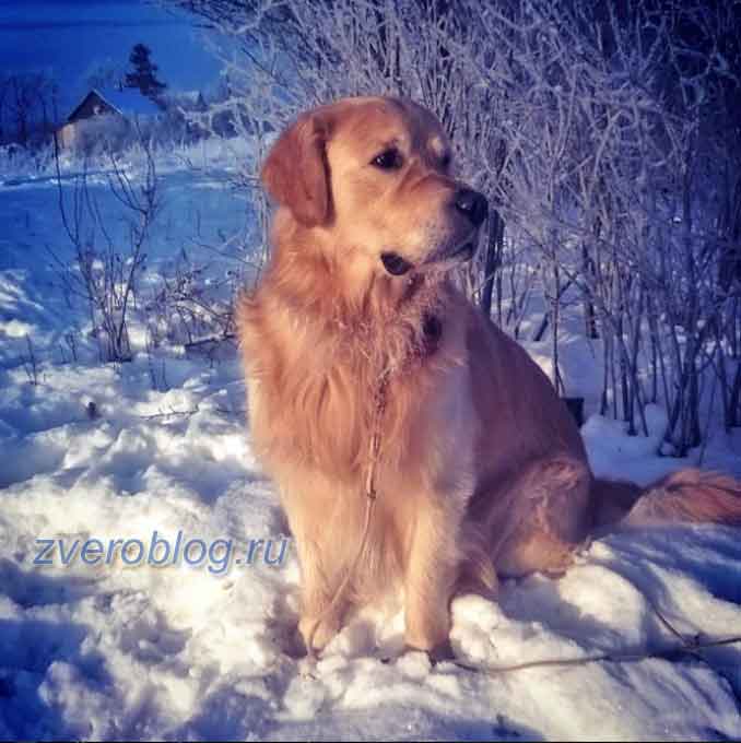Порода собаки золотисный голден ретривер на прогулке зимой