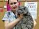Красивый серый кот в кбинете у стомотолога в ветеринарной клинике Добрые руки