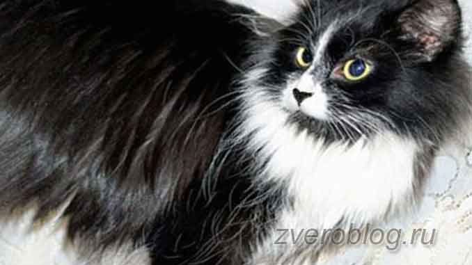 Кошечка черная с белым. невероятная история о заботливой маме кошке