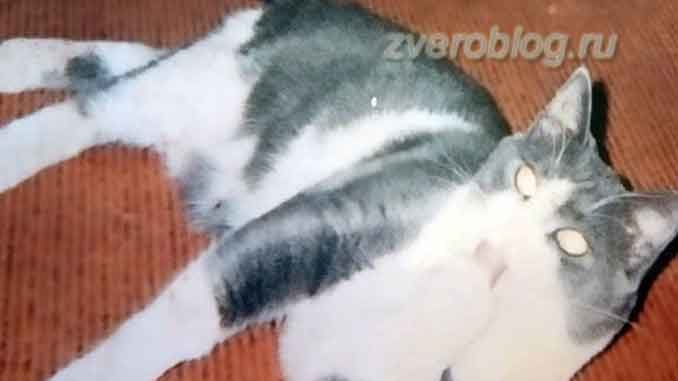 История кота с именем Дикий - красивый серый с белым кот