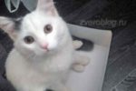 Белый кот из общежития
