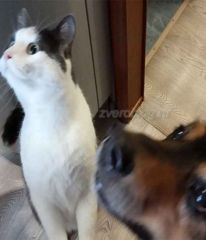Любопытный кот и пес