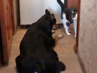 история о дружбе животных - кот Морти и пес Рицка