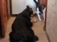 история о дружбе животных - кот Морти и пес Рицка