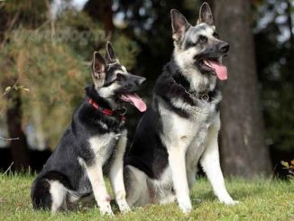 Две собаки восточно европейские овчарки
