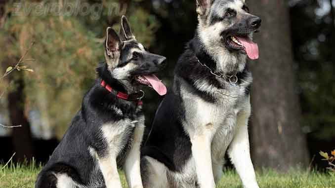 Две собаки восточно европейские овчарки