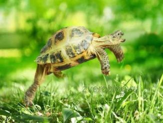Шустрая сухопутная черепаха бегает по траве