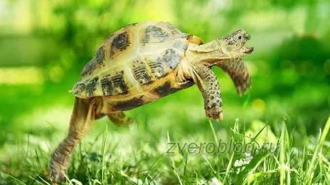 Шустрая сухопутная черепаха бегает по траве