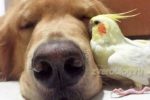 История дружбы собаки и попугая