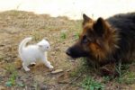 Котенок - укротитесь собак. Встреча белого котенка и овчарки