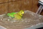 Как приучить попугая купаться: птичка купается в тазике с водой
