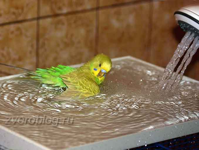 Как приучить попугая купаться: птичка купается в тазике с водой